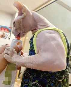 a sphy cat being fed by someone holding something in it's hand while wearing an apron