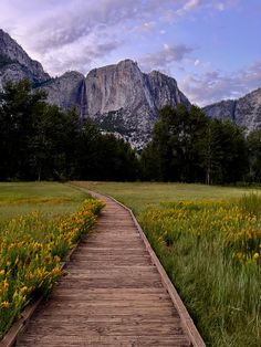 a wooden walkway leads to a grassy meadow with mountains in the background and wildflowers on either side