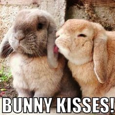 two rabbits that are sitting next to each other with the caption, bunny kisses