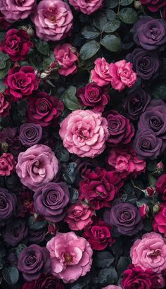 purple and pink flowers are growing on the wall