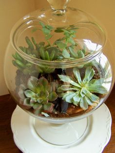 a glass bowl filled with plants sitting on top of a white plate next to a wall