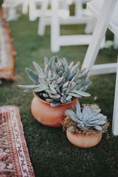 two potted succulents sitting on the ground next to each other in front of white chairs