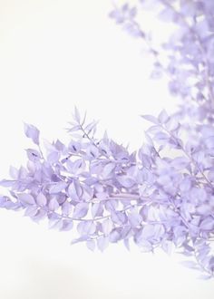 purple flowers are shown against a white background