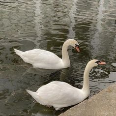 two white swans swimming on top of a lake next to a stone wall and water