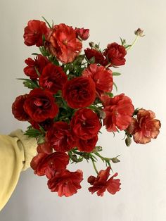 a person holding a bouquet of red flowers