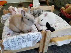 two rabbits are laying on a bed with stuffed animals