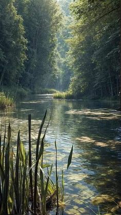 the sun shines brightly through the trees and water