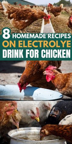 chickens drinking water out of a bucket with the words 8 homemade recipes on electrolye drink for chicken