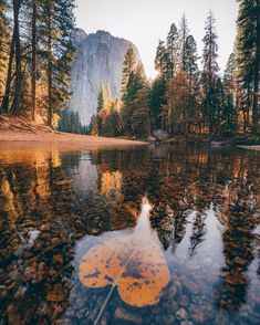 a leaf floating on top of a lake surrounded by trees and mountains in the background