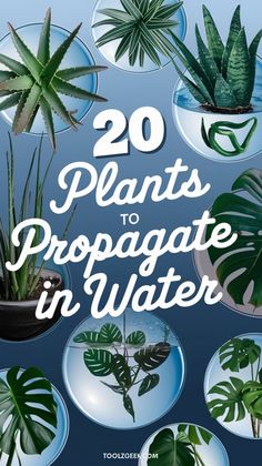 the book cover for 20 plants to propagate in water, with images of houseplants and succulents