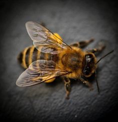 a close up of a bee on a black surface