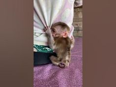 a small monkey is hanging upside down on someone's leg while holding it up