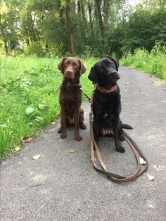 two dogs sitting on the side of a road with leashes attached to their collars