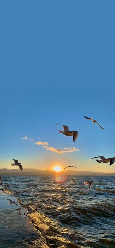 seagulls flying over the ocean at sunset