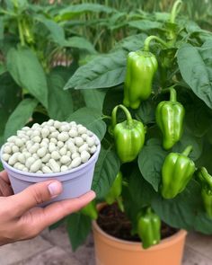 a hand holding a bowl filled with green peppers