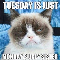 a grumpy cat with the caption today is just monday's ugly sister