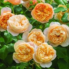 several orange and white flowers with green leaves