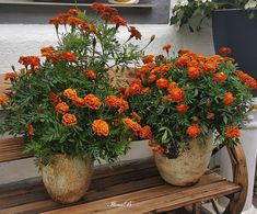 two large potted plants sitting on top of a wooden bench next to each other