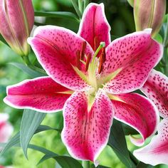 a close up of a pink flower with green leaves and flowers in the back ground