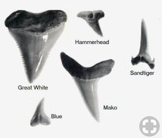 an image of different types of teeth