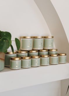 many candles are lined up on a shelf next to a potted plant in the corner