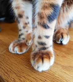 a cat standing on top of a wooden table