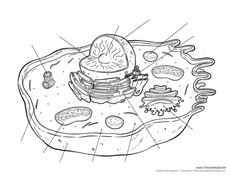 an animal cell is shown with food and other things on it, including eggs, sausages, and pancakes