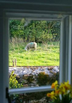 a sheep standing in the grass behind a window