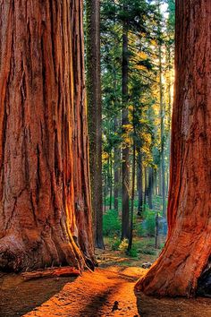 two large trees in the middle of a forest with sunlight coming through them and some dirt on the ground