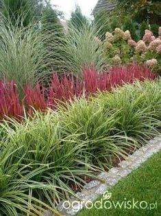 some very pretty plants in the grass