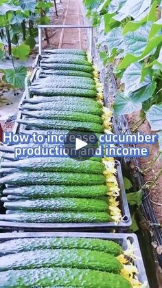 59K views · 467 reactions | One of the ways to increase cucumber production🥒#garden #planterstrickshot #gardening101 #veggies #planti | For Edu 2000-167 | For Edu 2000-167 · Original audio Planting Cucumbers, Overwintering Geraniums, Cucumber Plants, Pruning Plants, Gardening Planting, Windowsill Garden, Plant Tips, Cucumber Plant