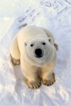 a polar bear is standing in the snow