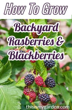 blackberrys and rasberries growing on the bush with text overlay how to grow backyard rasberries and blackberries