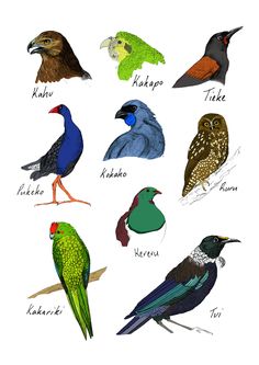 an image of different birds that are on the same page as shown in this poster