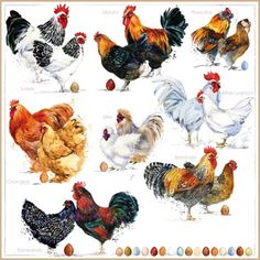 a group of chickens and roosters on a white background with an egg in the middle