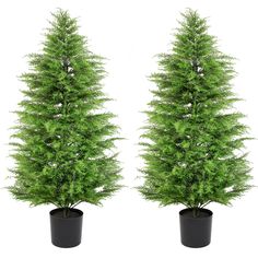 two potted trees are shown side by side