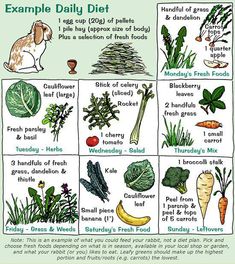 an info board showing the different types of vegetables