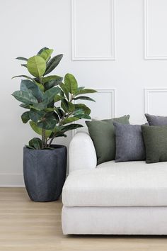 a white couch sitting next to a green plant on top of a hard wood floor