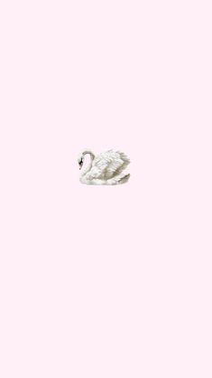 a white swan floating on top of a body of water next to a pink wall