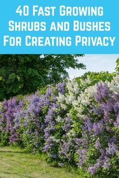 purple and white flowers in the grass with text overlay reading 40 fast growing shrubs and bushes for creating privacy