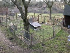 a fenced in area with a tree and chicken coop on the other side of it