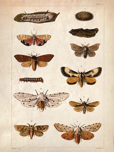 an old book with moths and other insect species on it's pages, including the wings