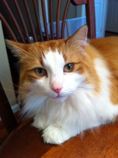 an orange and white cat sitting on top of a wooden chair next to a table