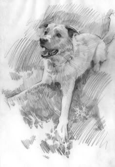 a drawing of a dog laying down on the ground