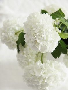 white flowers with green leaves in a vase