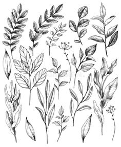 various leaves and flowers drawn in pencil on white paper royalty illustration, clipping stock photo