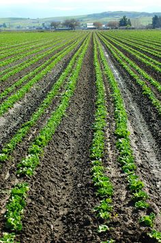 rows of lettuce growing in an open field