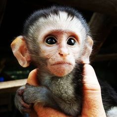 a small monkey sitting on top of someone's hand