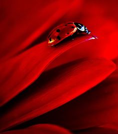 a lady bug sitting on top of a red flower