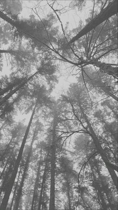 looking up at the tops of tall trees in a foggy forest, taken from below